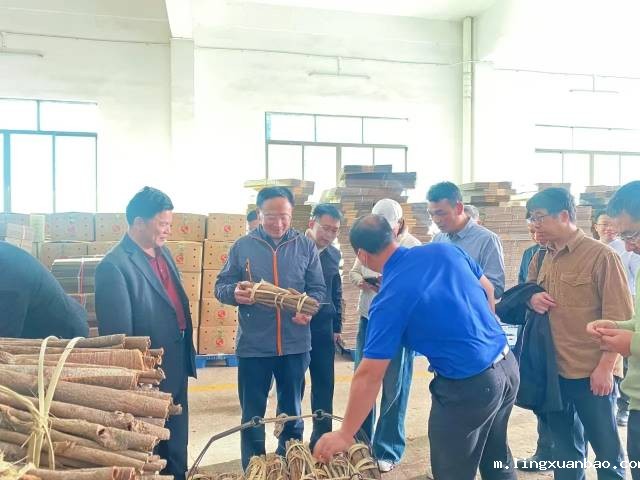 广东药科大学专家团队“把脉”云浮市罗定肉桂产业发展。