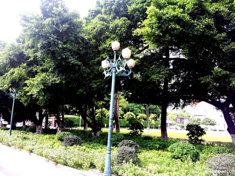 学校南门的细叶榕
