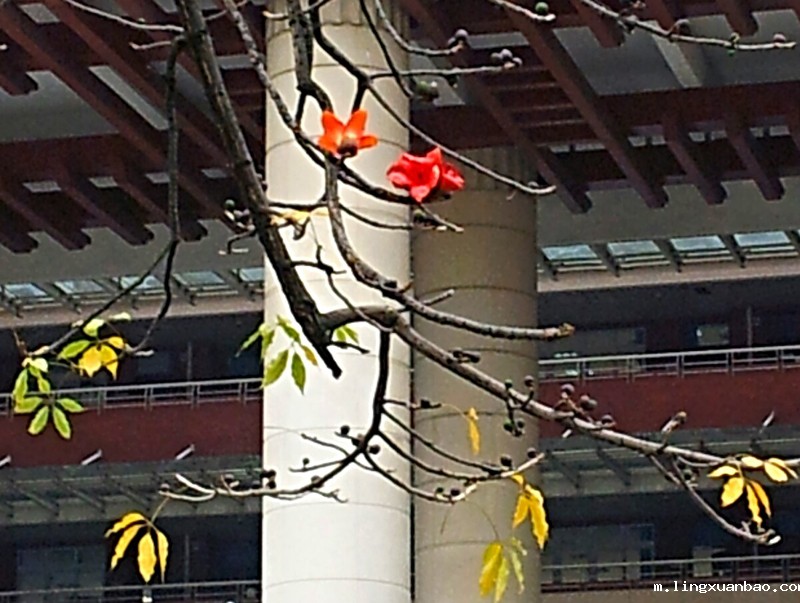 教学大楼南面的木棉花特写