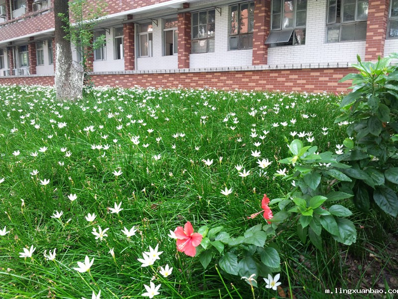 生科院西面的风雨花
